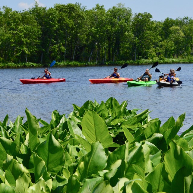 A group of people are kayaking on a river.