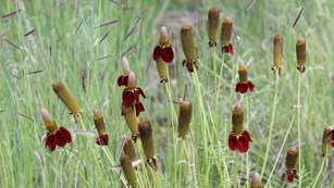  a spray of red flowers on tall stems among green grass