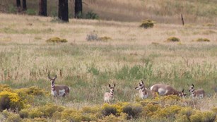 Several pronghorn, brown and white antelope, standing in a grassy meadow