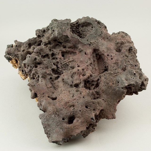 a rough brown rock with visible impressions of ears of corn, on a white background