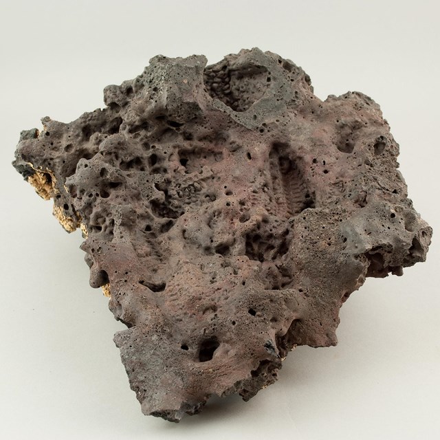 a rough brown volcanic rock with visible impressions of ears of corn, on a white background