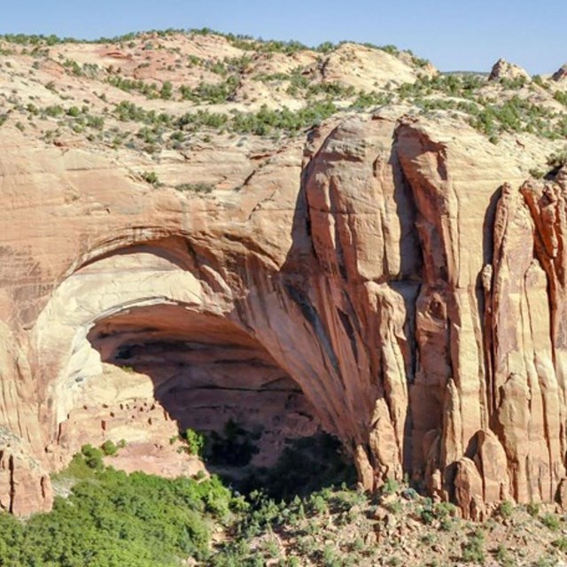 View of a deep sandstone canyon full of green plants and cliff dwellings