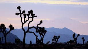 Joshua Tree at dusk