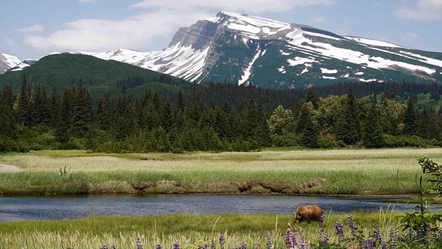 Brown bears graze in the sedges.