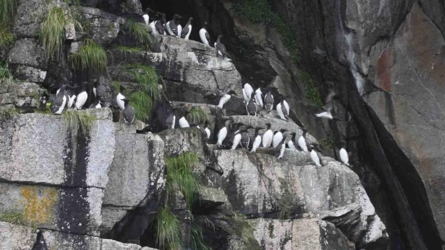 A rock cliff with seabirds nesting