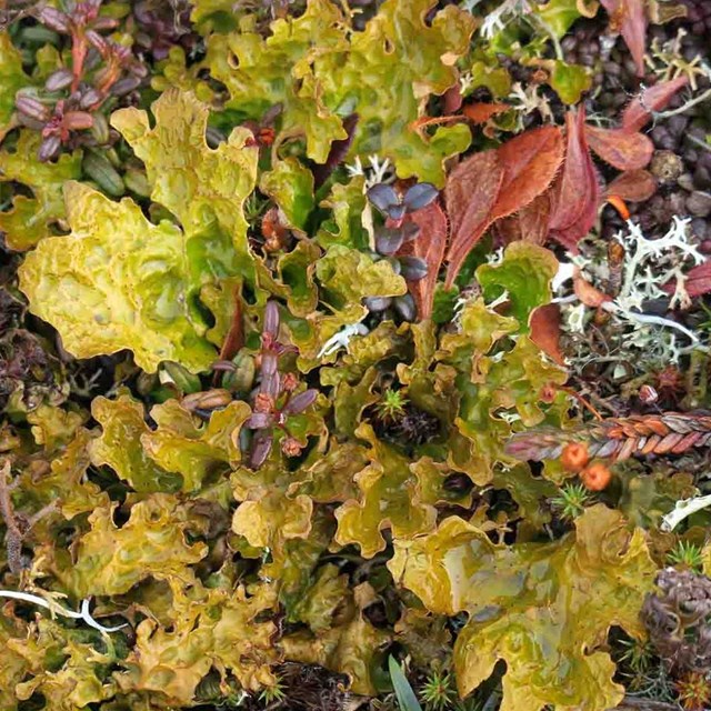A close up of lichens