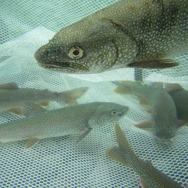 Lake trout in a net.