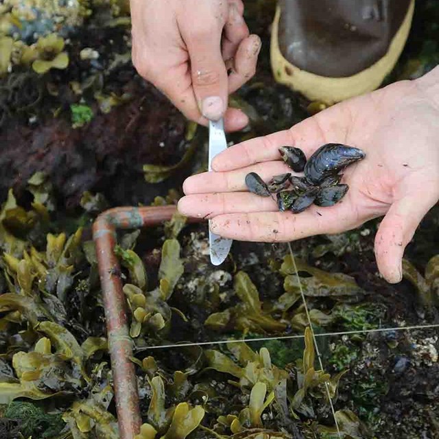 A researcher surveys  mussels.