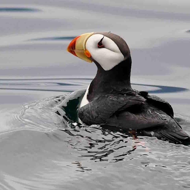 A puffin floats in the ocean.