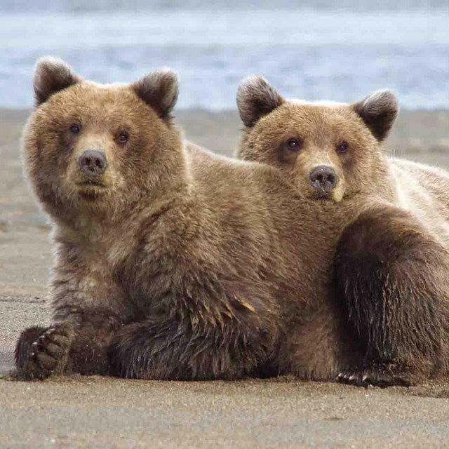 Two bear cubs on the beach.