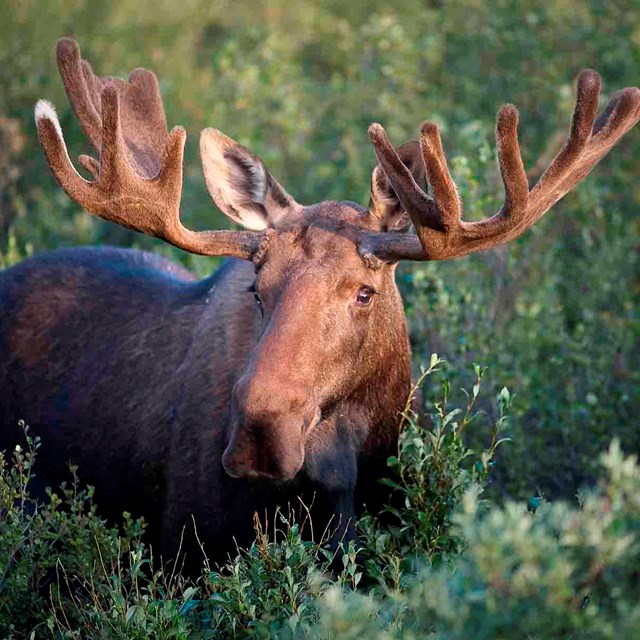 A bull moose in the vegetation.