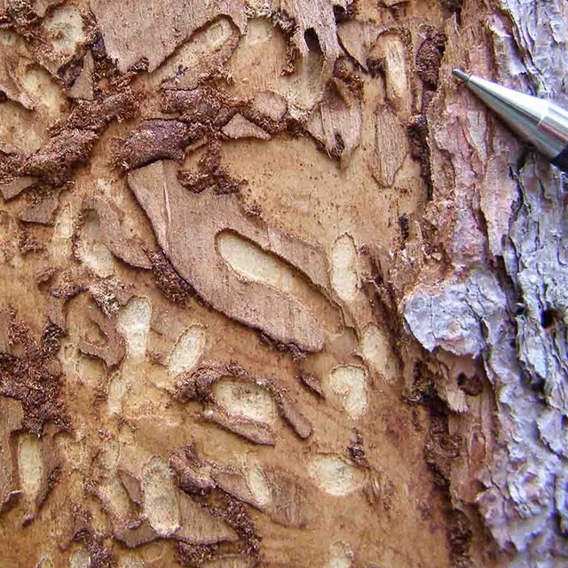 Evidence of insects under tree bark.
