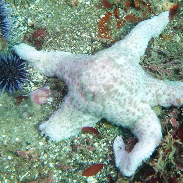 A diseased sea star.
