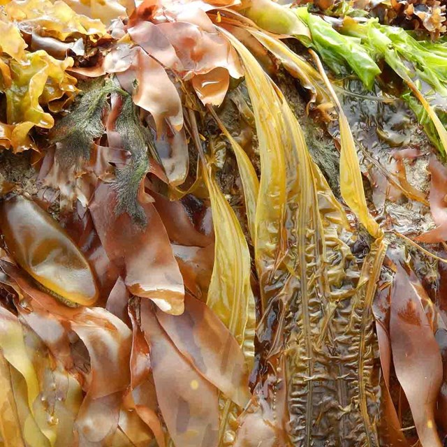 Colorful seaweed.