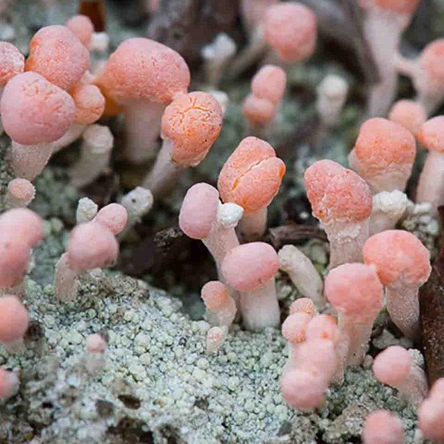 Pink lichens.