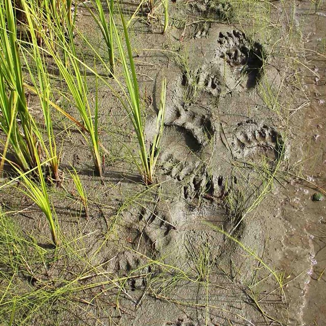 Bear paw prints in the mud.