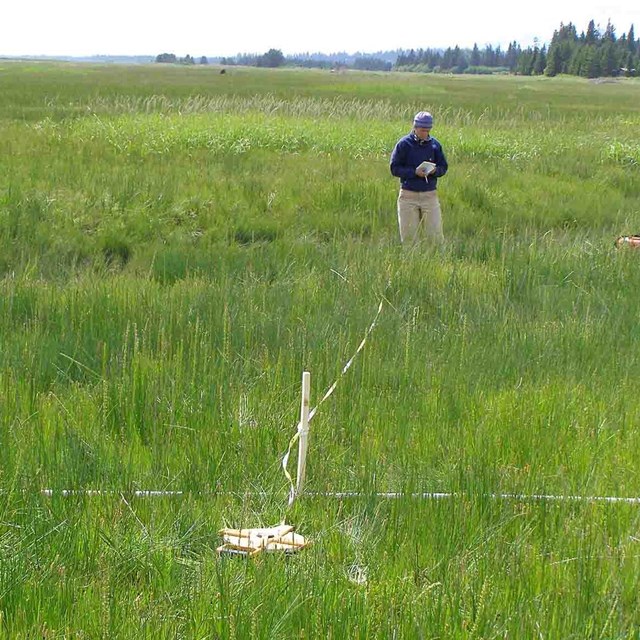 A monitoring transect in a large salt marsh.