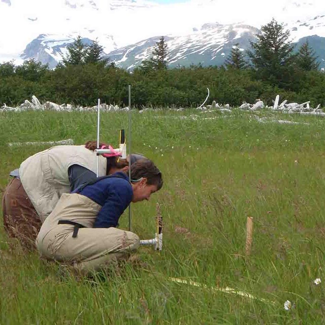 Scientists get close to the ground to examine plants in the salt marsh.
