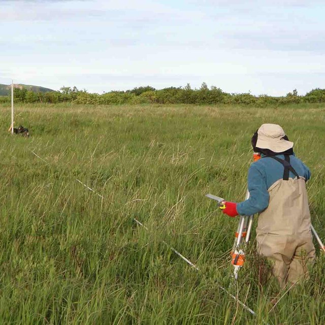 A researcher sets up a transect in the salt marsh.