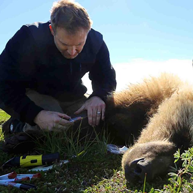 Two researchers collar an anesthetized bear.
