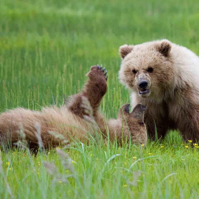 Two brown bear cubs play in the salt marsh.