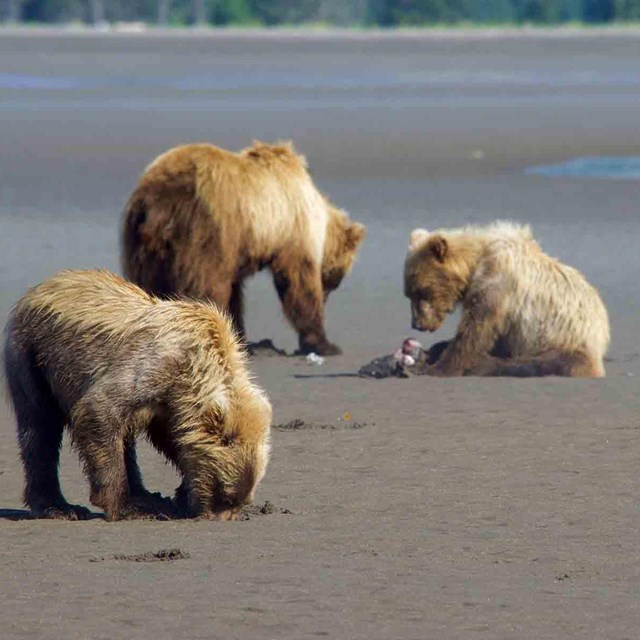 Brown bears clamming on the beach.