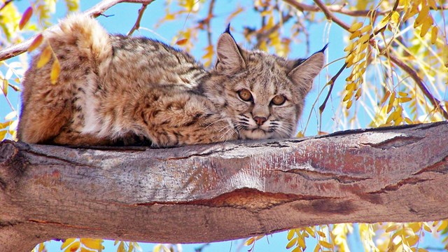 A bobcat looks down from a tree branch