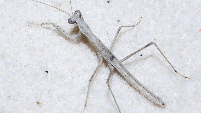 White praying mantis blends into the white sand at White Sands National Monument