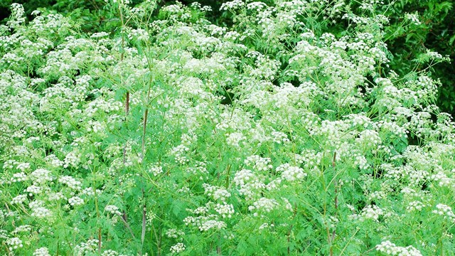 A dense stand of flowering poison hemlock