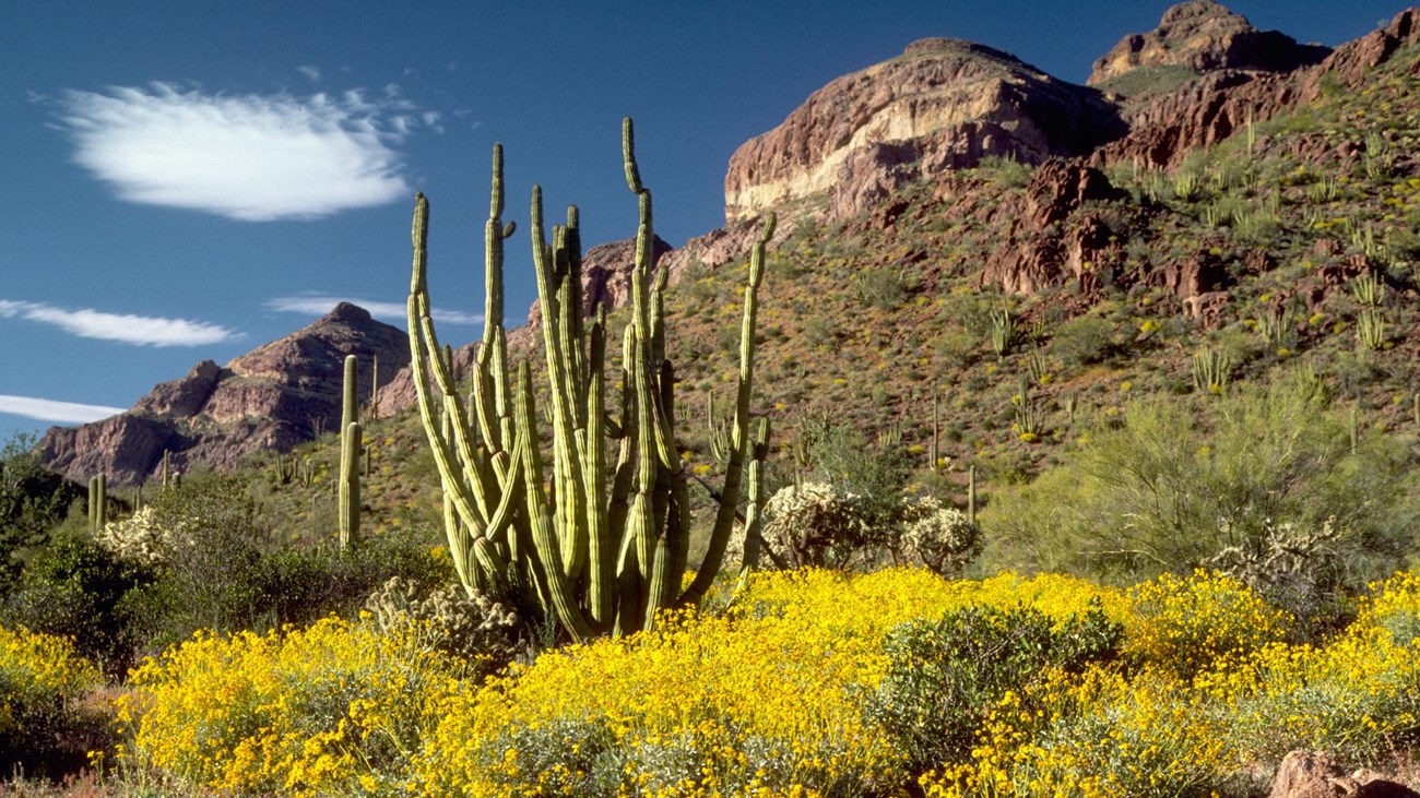 A sensitive desert ecosystem