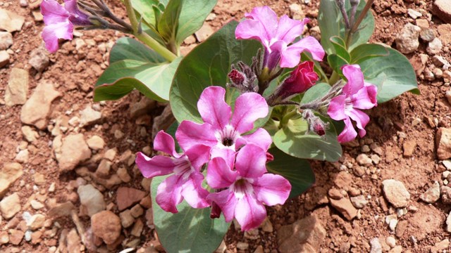 Cycladenia jonesii is listed as Threatened under the Endangered Species Act