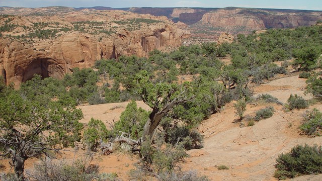 Pinyon-juniper woodlands at Navajo National Monument