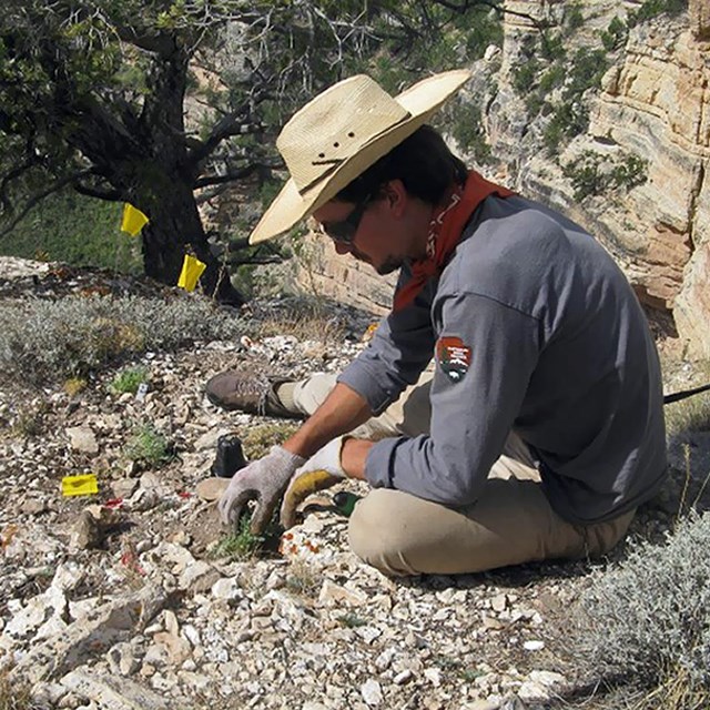 Planting endangered sentry milk-vetch at Grand Canyon National Park