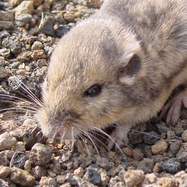 Arizona pocket mouse found during a mammal inventory