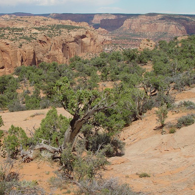 Pinyon-juniper woodlands at Navajo National Monument