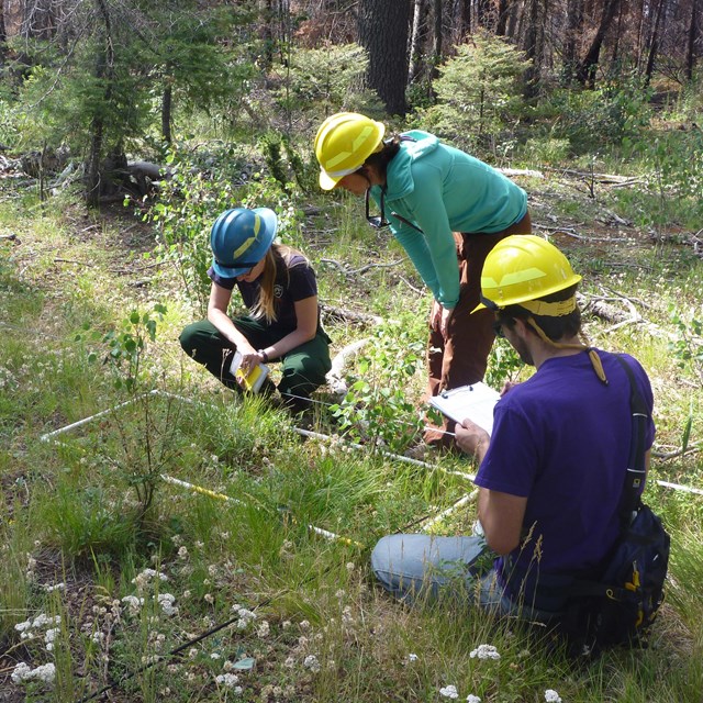 Integrated upland vegetation and soils monitoring plot at Bandelier NM