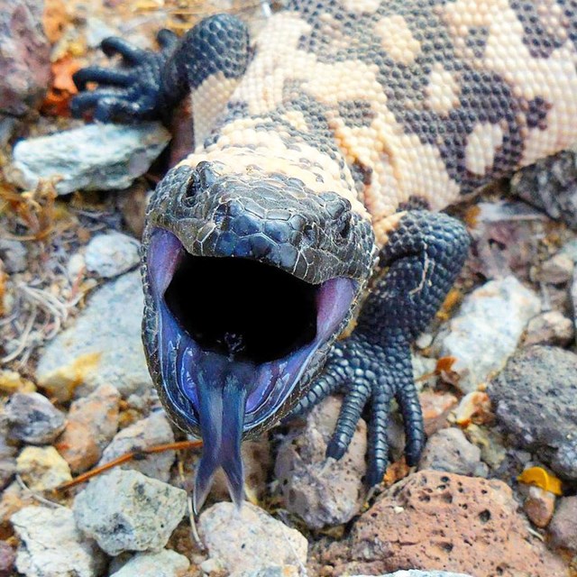 Juvenile gila monster flicking its tongue at the camera