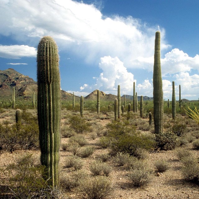 Deserts - Science of the American Southwest (U.S. National Park Service)