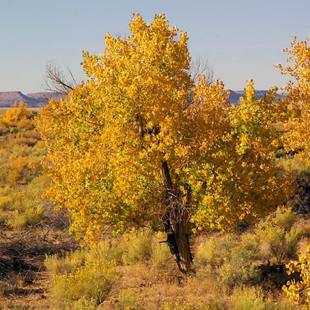 Cottonwood trees in the fall