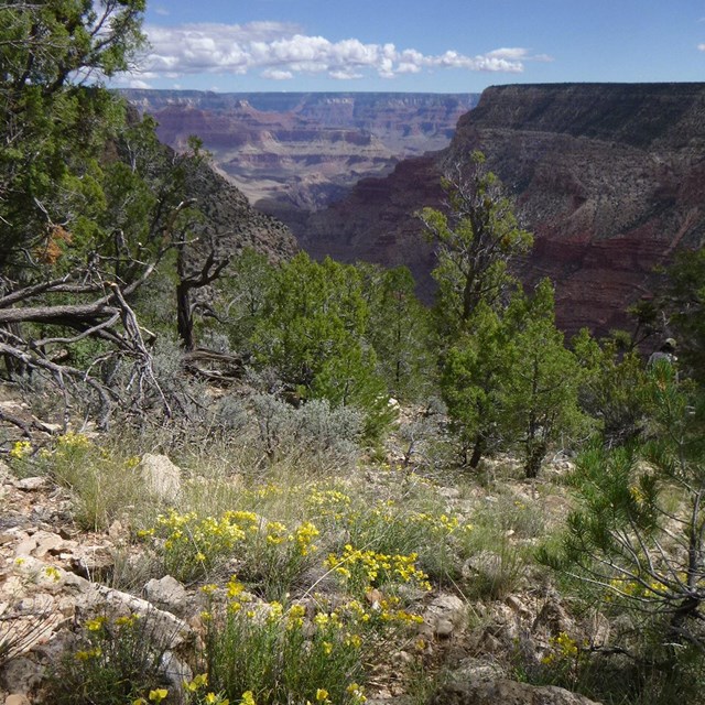 Pinyon-juniper woodland habitat