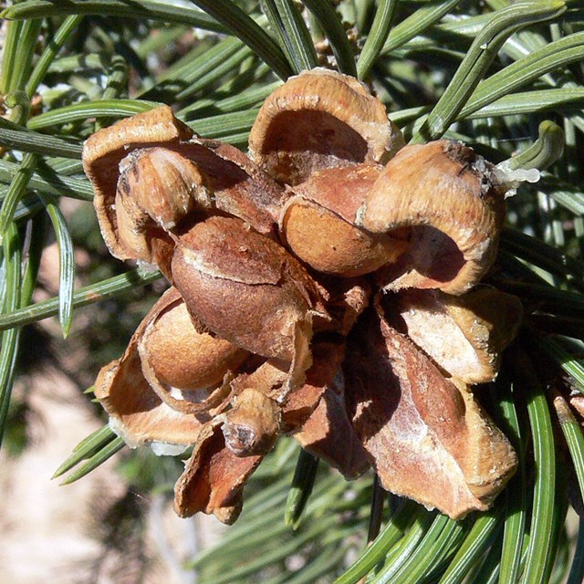 Pinyon pine cone with pine nuts
