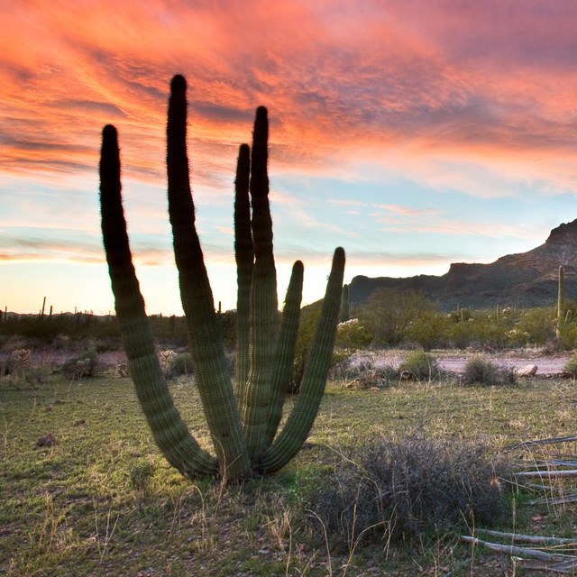 Organ Pipe National Monument