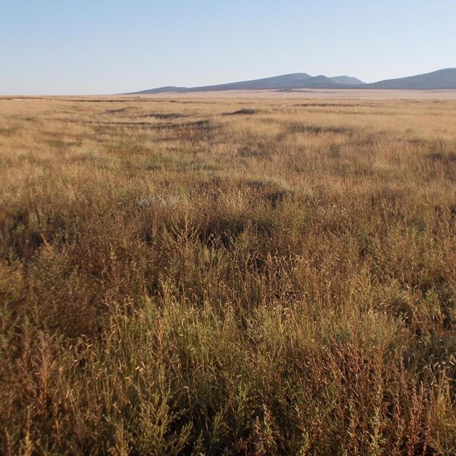 Wagon ruts visible in the grasslands of Fort Union National Monument