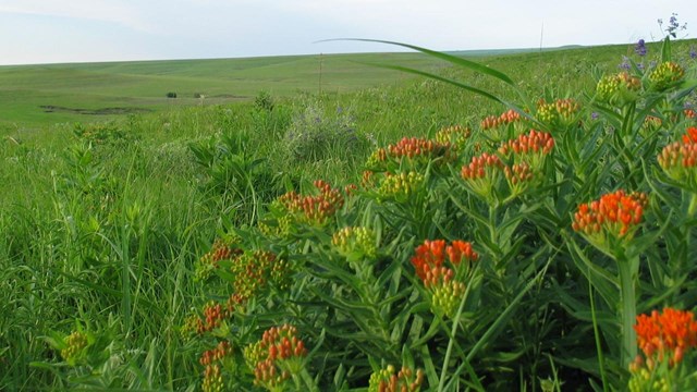beautiful image of green prairie with orange butterfly milkweed in the foreground