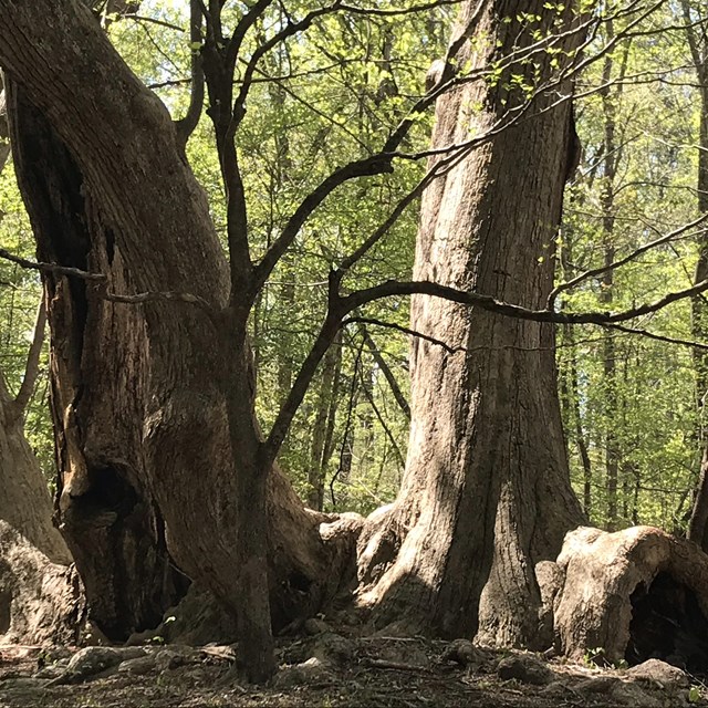 Large trees