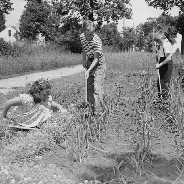 Black and white photo of four white children working in a garden