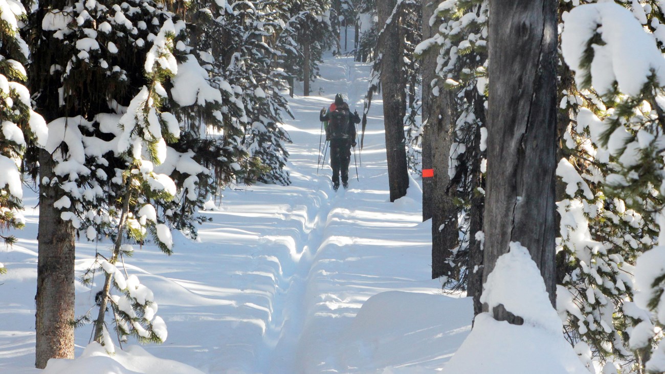 Skiers make their way down the trail on the rolling hills of the forested Roller Coaster Ski Trail.