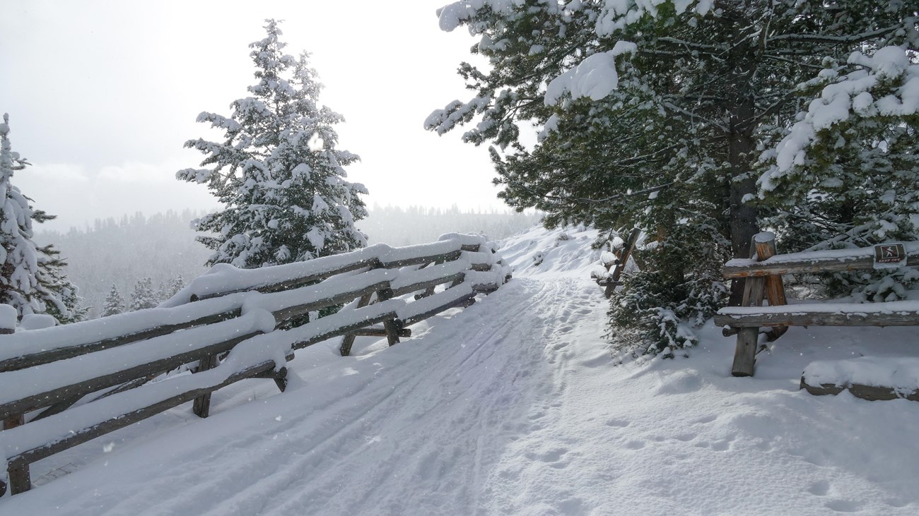 Ski tracks lead to a wintery view of Tower Fall.