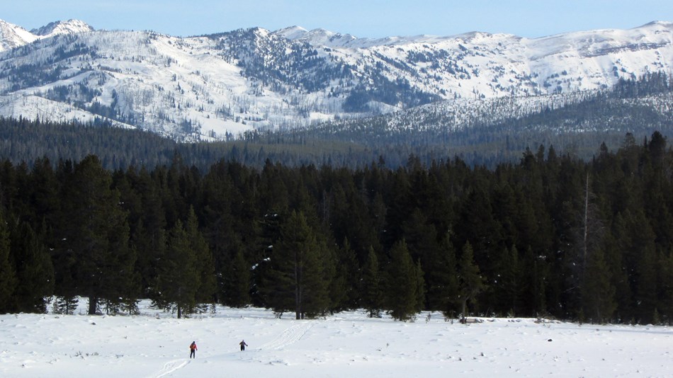 Skiers make their way toward a forested section of the Fawn Pass Ski Trail.
