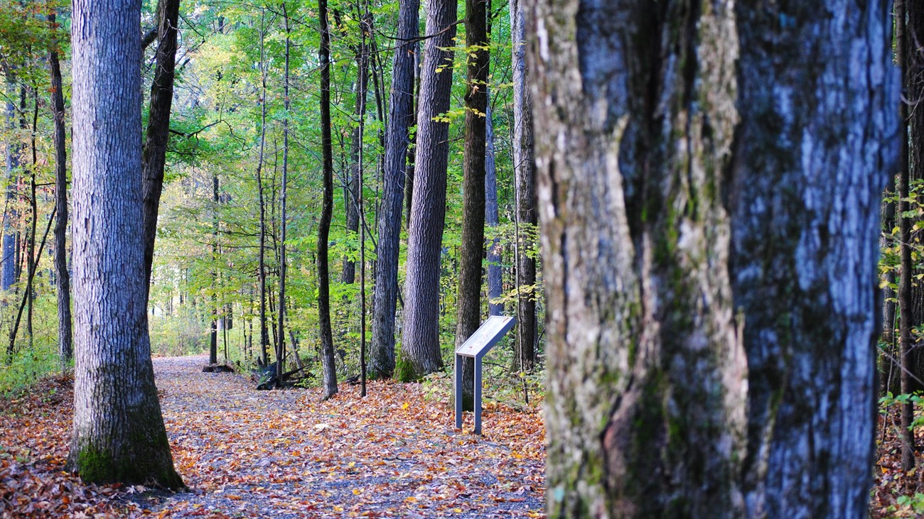 A leaf covered trail surrounded by tall trees. Centered, in the distance, is an wayside. 